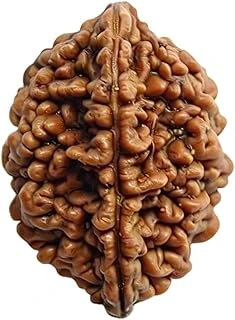 Original Two Face (2 Mukhi) Rudraksha - আসল ও সার্টিফাইড কোয়ালিটি